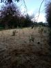 Plantation d’une mini-forêt de 600 arbres en Bretagne et mode d'emploi pour se lancer.. Dl1265?display&x=75&y=100