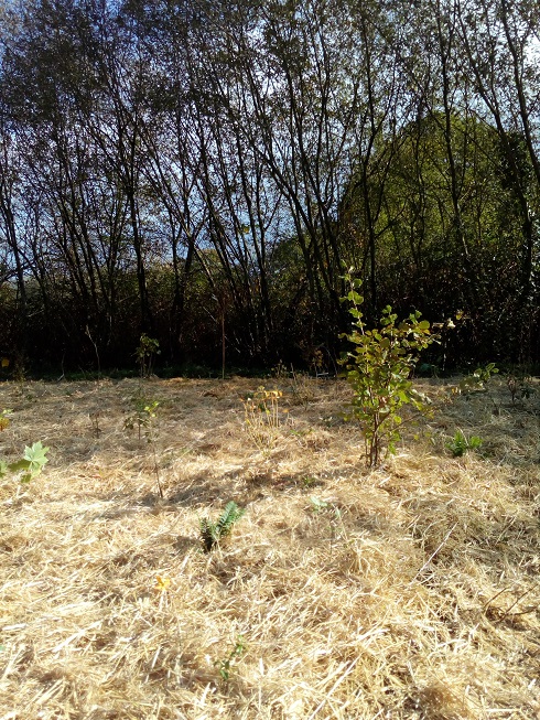Plantation d’une mini-forêt de 600 arbres en Bretagne et mode d'emploi pour se lancer.. Dl1302?display&x=75&y=100