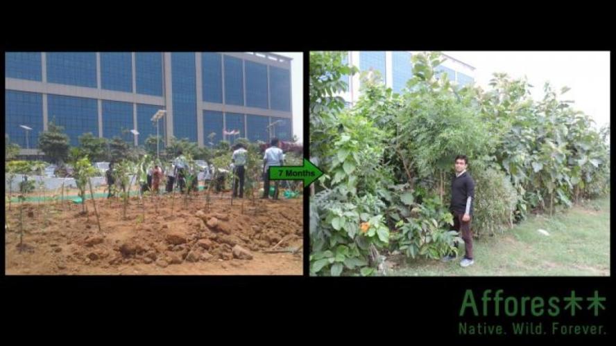 Before And After Me Infront Of One Of My 7 Monhts Old Forest Planted At A Corporate Campus In City Center Location Chennai India