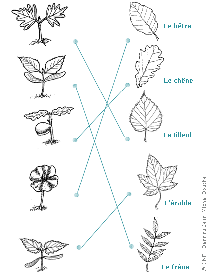 Plantation d’une mini-forêt de 600 arbres en Bretagne et mode d'emploi pour se lancer.. Tiki-download_wiki_attachment